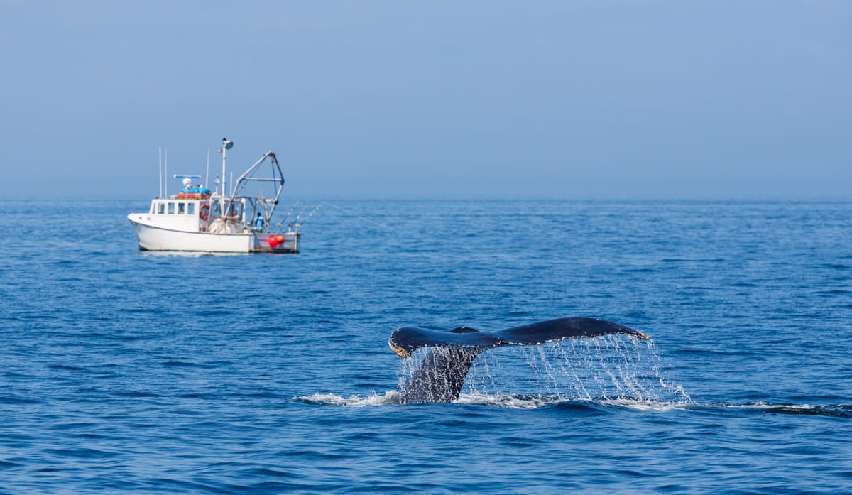 whale watching in reykjavík: when to go what to expect and insider tips