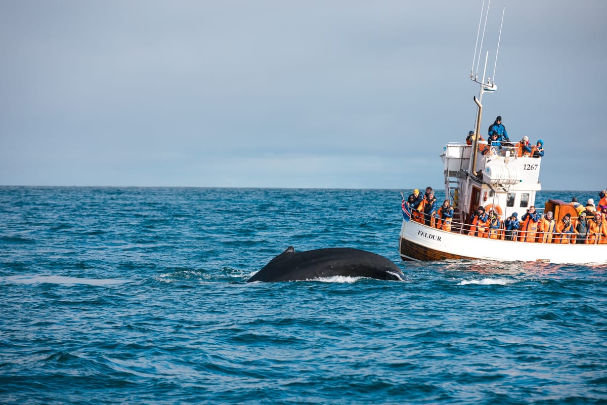 whale-watching-tour-reykjavik-iceland