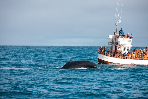 whale-watching-tour-reykjavik-iceland